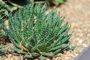 cactus succulent dans le gravier photo