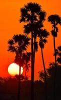 paysage de palmier à sucre pendant le lever du soleil au crépuscule dans la province de pathumthani, thaïlande photo