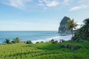 vue sur la plage de pangasan de pacitan, à l'est de java, avec en toile de fond des rizières vertes donnant directement sur la plage et il y a de gros rochers emblématiques photo