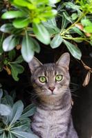 portrait de chat mignon derrière les feuilles. beau chat errant aux yeux verts regarde la caméra. photo