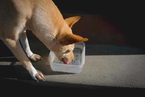 chien buvant de l'eau assoiffée dans la rue photo