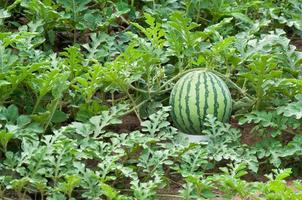 pastèque sur la plantation de pastèque verte en été, champ de pastèque agricole photo