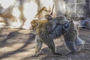 singe macaque de barbarie, parc national d'ifrane, maroc. photo