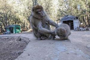 singe macaque de barbarie, parc national d'ifrane, maroc. photo