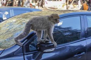 singe macaque de barbarie, parc national d'ifrane, maroc. photo