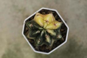 vue de dessus du cactus jaune et vert photo