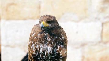 monde mystérieux des animaux photo