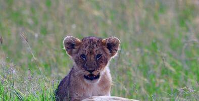 beau monde d'animaux photo