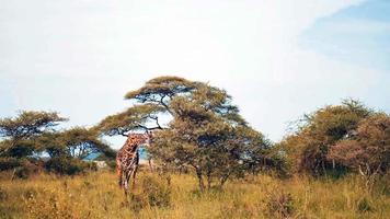 monde mystérieux des animaux photo