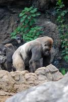 gorille à dos argenté dans le zoo photo