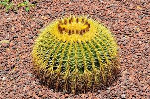 vue sur le désert avec cactus photo