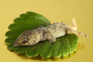 gecko sur une feuille photo