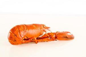 gros plan de homard sur fond blanc photo