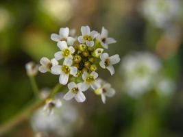 gros plan de belles fleurs photo