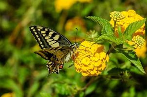 gros plan de belles fleurs photo