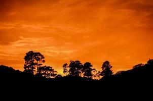 coucher de soleil sur les arbres photo