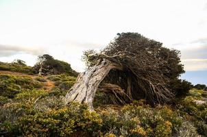 gros plan de tronc d'arbre photo