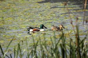 un canard souchet nageant dans les eaux d'un lac photo