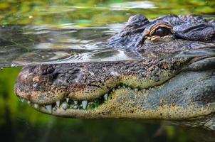 gros plan d'alligator photo