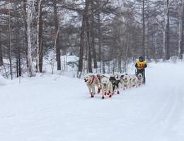 kamchatka, russie - 10 juin 2021 - équipe de traîneau à chiens en cours d'exécution kamchatka musher photo