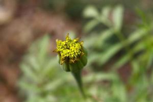 plantes à fleurs dans un jardin extérieur à karachi pakistan 2022 photo