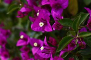 plantes à fleurs dans un jardin extérieur à karachi pakistan 2022 photo