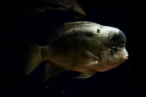 Poisson amphilophus citrinellus nageant, fond noir photo