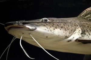 poisson pseudoplatystoma fasciatum, fond noir photo