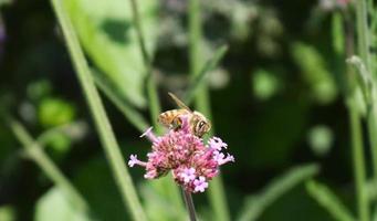 abeille assise sur une fleur photo