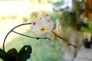 les orchidées vanda sont des orchidées qui poussent au sommet sans s'agglutiner. les fleurs sont assez grandes. les fleurs sont lumineuses et belles, les fleurs sont circulaires, les pétales sont assez durs et durables. photo