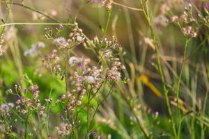 libellules accrochées aux feuilles et aux plantes à fleurs photo