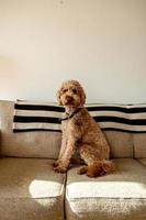 animal de compagnie chien goldendoodle photo