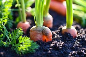 carottes poussant dans le sol ferme biologique carotte au sol , carottes fraîches poussant dans le champ de carottes légumes pousse dans le jardin récolte produit agricole nature photo