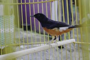 une photo d'une pierre pie copsychus malabaricus prend un bain de soleil et perché sur une brindille dans une cage