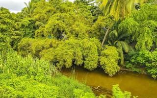 belle lagune d'eau douce de rivière tropicale verte à puerto escondido mexique. photo