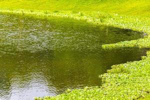 lac vert et plantes de marais dans le parc à san jose costa rica. photo