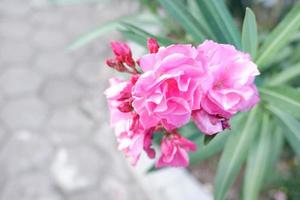 belles fleurs fraîches en arrière-plan photo