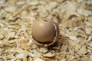 vient d'ouvrir oeuf nouveau-né bébé poulet photo