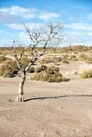 dunes de sable du désert par jour venteux photo