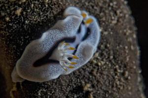 nudibranche chromodoris coi photo