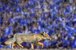 vrai renard leicester city football club fond d'écran photo