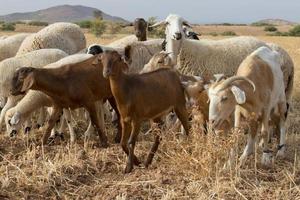 troupeau de moutons photo