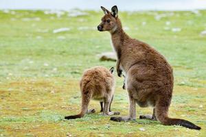 kangourous mère père et fils portrait gros plan photo