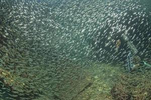 Plongée sous-marine en entrant dans un banc de poissons géants de sardines dans le récif et la mer bleue photo