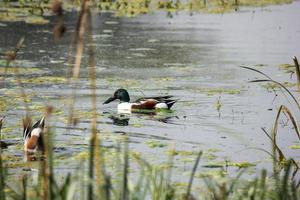 un canard colvert nageant dans les eaux d'un lac photo
