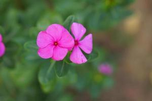 fleurs roses dans le parc photo