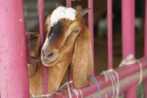 chèvres dans la ferme attendant les visiteurs photo