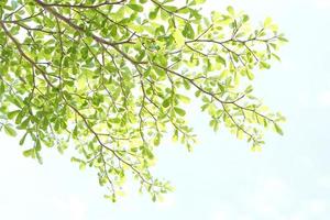 feuilles vertes sur fond blanc photo