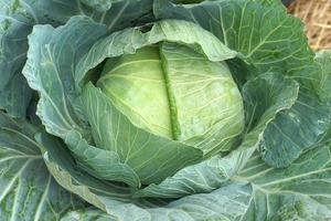 laitue à manger cultivée sans produits chimiques photo