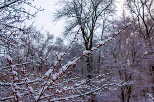 branches de l'anneau doré de berberis thunbergii en hiver avec des baies mûres rouges. après décongélation, il reste un peu de neige et des gouttelettes d'eau gelée sur les baies et les branches. mise au point sélective floue photo